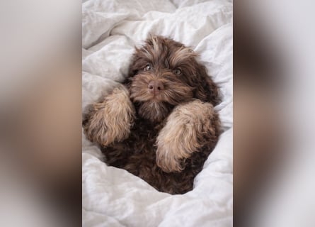 Cockapoo Choco Hündin