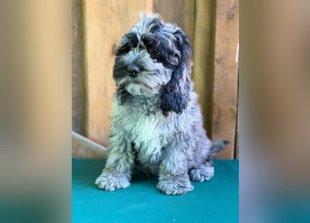 Einzigartige Silver-Merle-Cockapoo-Welpen