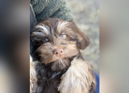 Cockapoo Choco Hündin