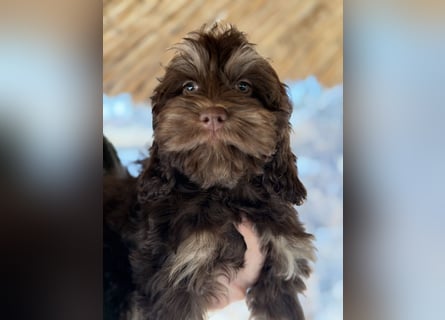 Cockapoo Choco Hündin