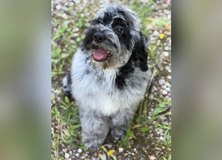 Einzigartige Silver-Merle-Cockapoo-Welpen
