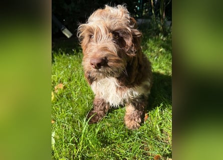Englisch Cockerdoodle im exklusivem Fellkleid