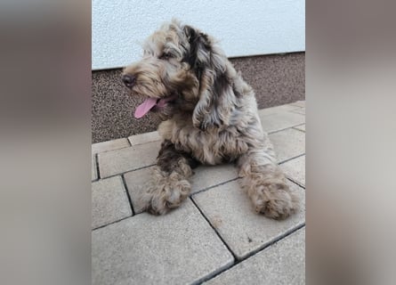 Englisch Cockerdoodle im exklusivem Fellkleid