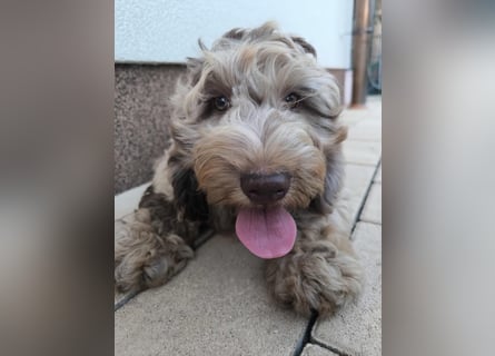 Englisch Cockerdoodle im exklusivem Fellkleid