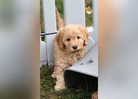 Cockapoo sucht neuen Dosenöffner