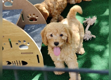 Cockapoo sucht neuen Dosenöffner