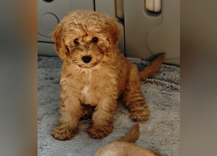 Cockapoo sucht neuen Dosenöffner