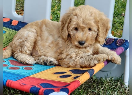 Cockapoo sucht neuen Dosenöffner