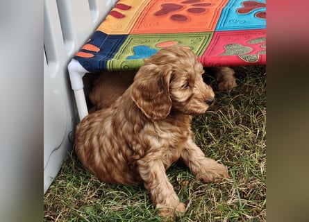 Cockapoo sucht neuen Dosenöffner