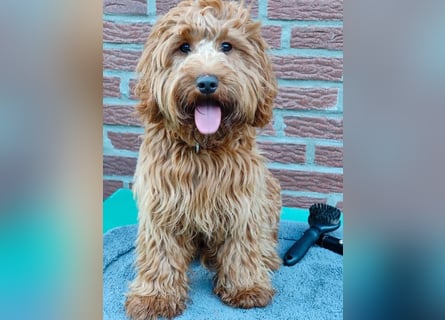 Cockapoo sucht neuen Dosenöffner