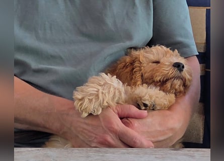 Cockapoo sucht neuen Dosenöffner