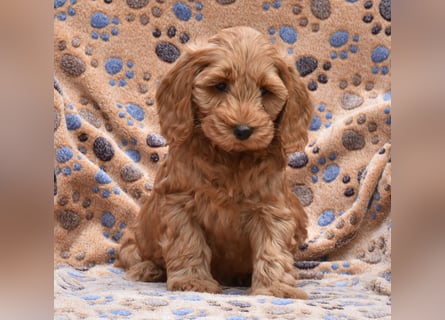 Cockapoo sucht neuen Dosenöffner