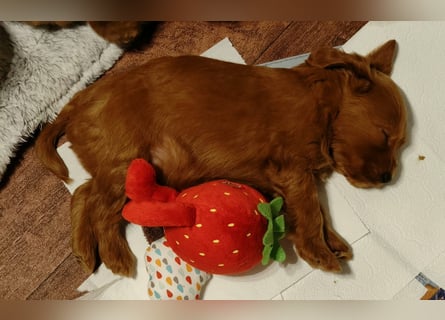 Cockapoo sucht neuen Dosenöffner