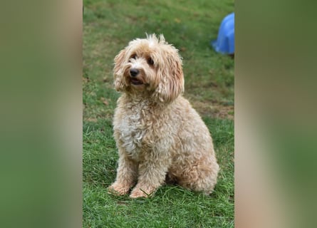 Cockapoo sucht neuen Dosenöffner