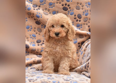 Cockapoo sucht neuen Dosenöffner