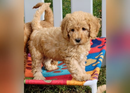 Cockapoo sucht neuen Dosenöffner