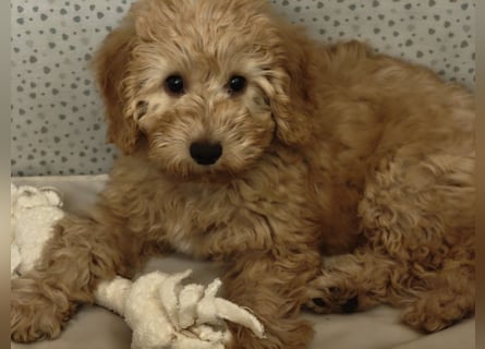 Cockapoo sucht neuen Dosenöffner