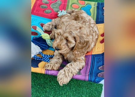 Cockapoo sucht neuen Dosenöffner