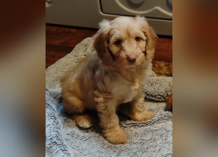 Cockapoo sucht neuen Dosenöffner