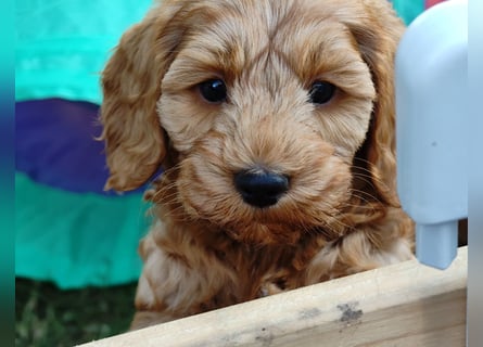 Cockapoo sucht neuen Dosenöffner