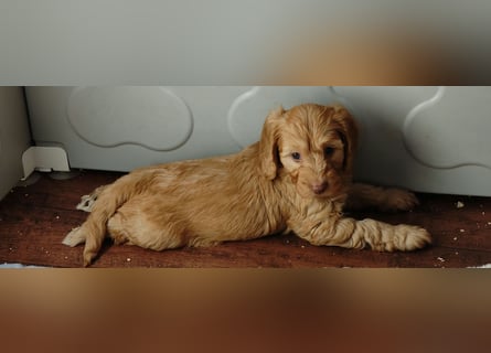Cockapoo sucht neuen Dosenöffner