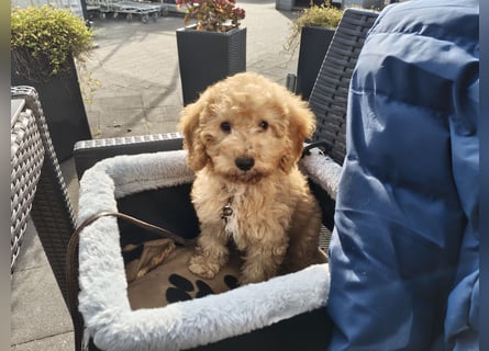 Cockapoo sucht neuen Dosenöffner
