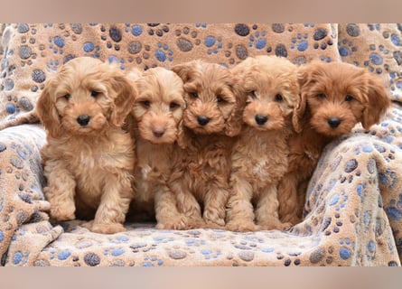 Cockapoo sucht neuen Dosenöffner