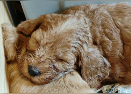 Cockapoo sucht neuen Dosenöffner