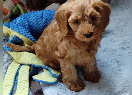 Cockapoo sucht neuen Dosenöffner