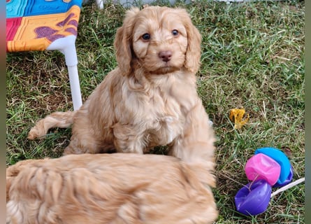 Cockapoo sucht neuen Dosenöffner