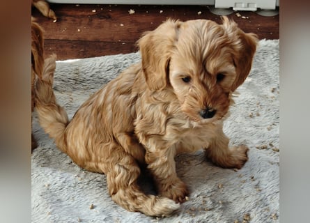 Cockapoo sucht neuen Dosenöffner