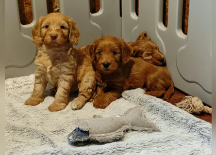 Cockapoo sucht neuen Dosenöffner