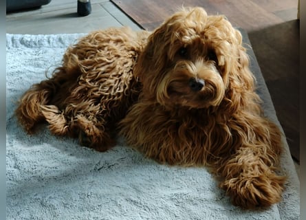 Cockapoo sucht neuen Dosenöffner