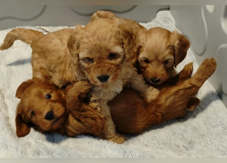 Cockapoo sucht neuen Dosenöffner