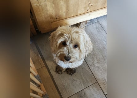 Cockapoo sucht neuen Dosenöffner
