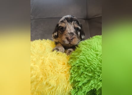 Englisch Cockerdoodle im exklusivem Fellkleid