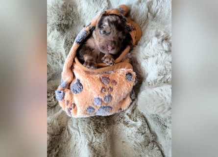 Englisch Cockerdoodle im exklusivem Fellkleid