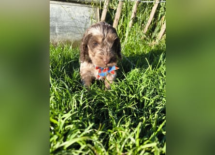Englisch Cockerdoodle im exklusivem Fellkleid