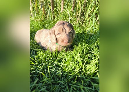 Englisch Cockerdoodle im exklusivem Fellkleid
