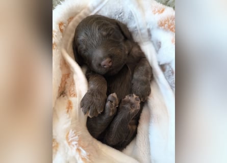 Englisch Cockerdoodle im exklusivem Fellkleid