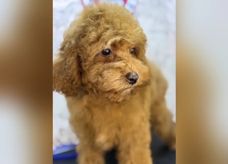 Wunderschöne Cockapoo-Welpen