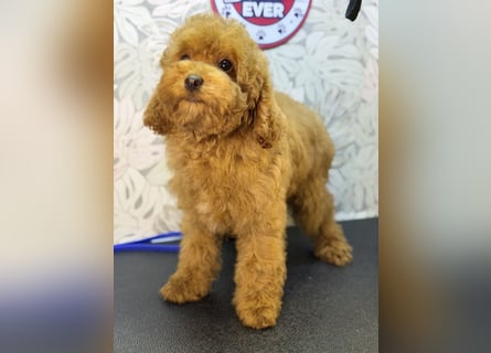 Wunderschöne Cockapoo-Welpen