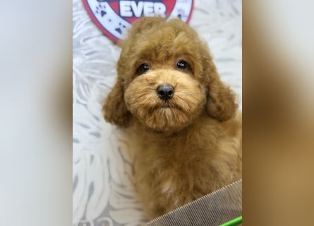 Wunderschöne Cockapoo-Welpen