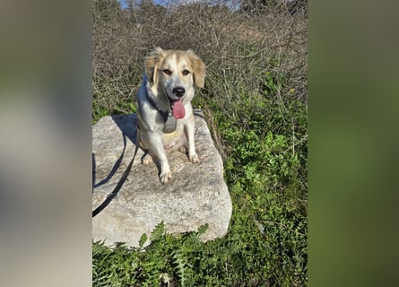 Buffy: sie liebt Menschen über alles