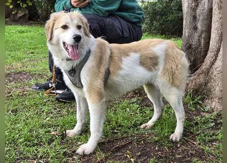 Buffy: sie liebt Menschen über alles