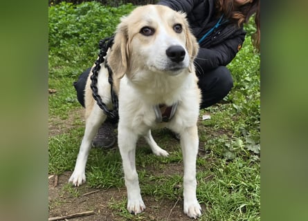 Buffy: sie liebt Menschen über alles