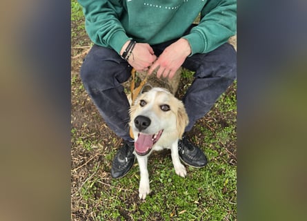 Buffy: sie liebt Menschen über alles