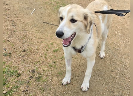 Buffy: sie liebt Menschen über alles