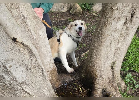 Buffy: sie liebt Menschen über alles
