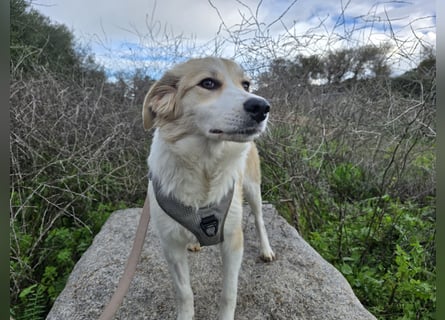 Buffy: sie liebt Menschen über alles